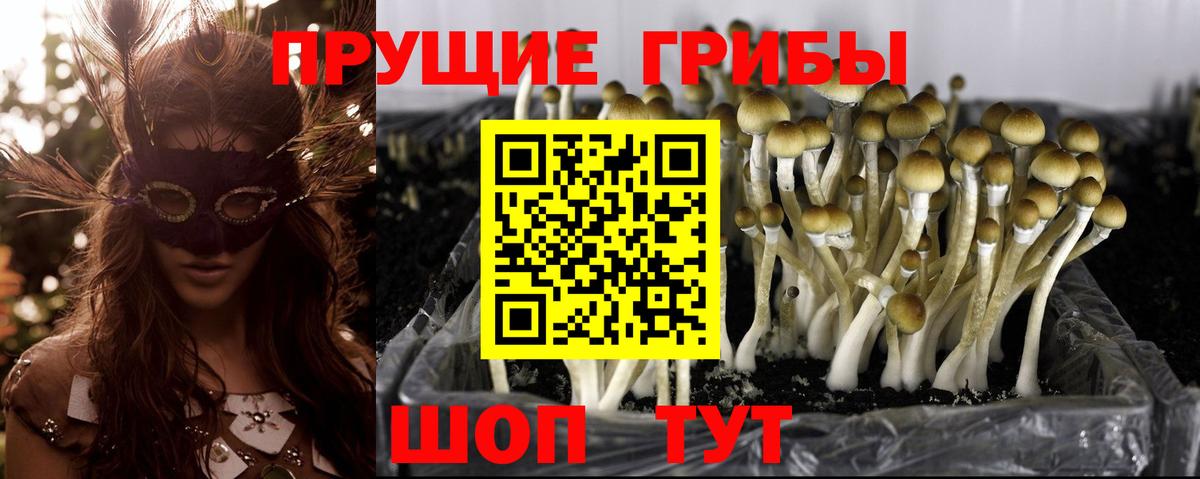 Унеча  Псилоцибиновые грибы мухоморы  Вход с VPN 